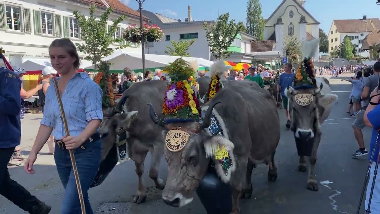 Alp Kohlschlag Alpabfahrt 2023