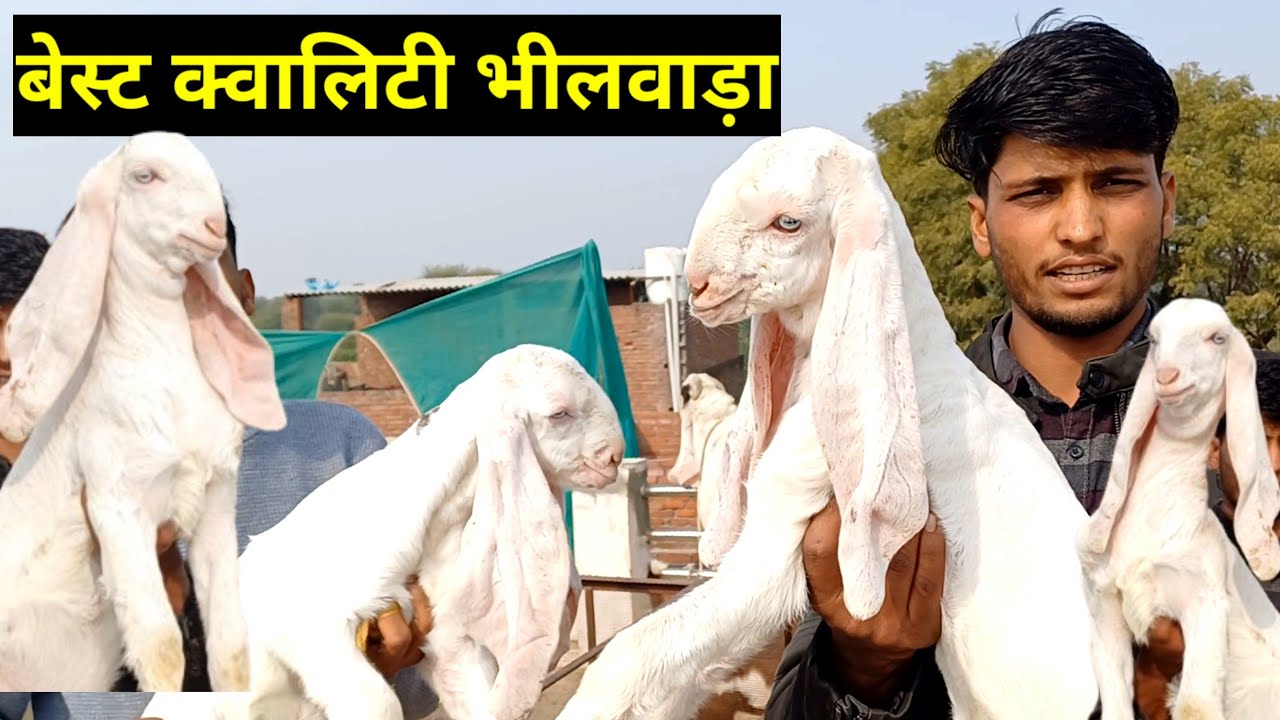 लम्बे कान हैदराबादी गुलाबी पतिरा सोजत गुलाबी सारी नस्ल की बकरिया यहां मिलेगी | AONEFARMINGBHILWARA |