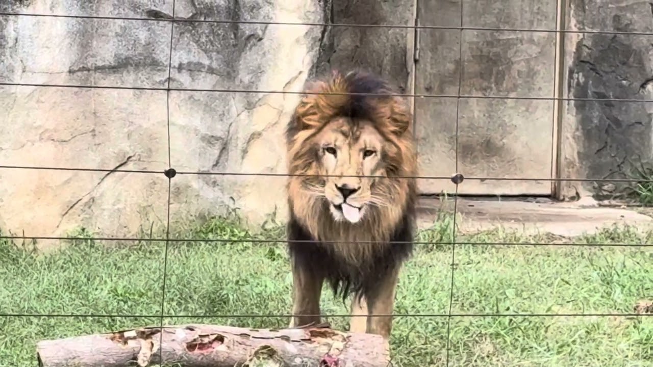 八木山動物公園   ライオン  サンくん🎂ハッピーバースデー