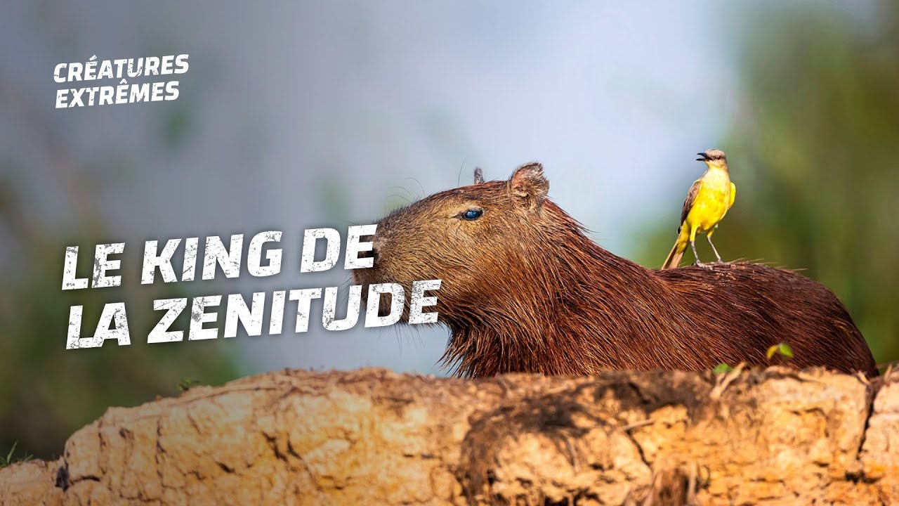 Chiller comme un capybara