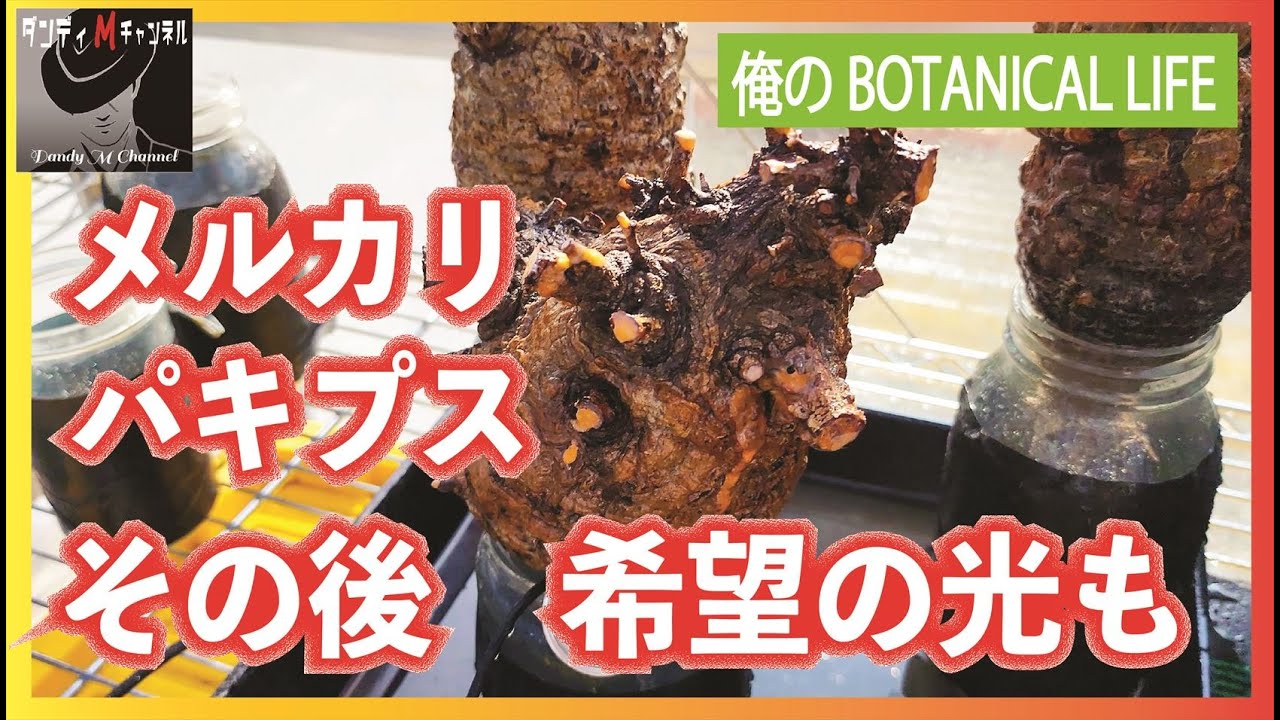 【衝撃映像あり！】メルカリパキプスのもう一株　発根管理で失敗続きの私ですが希望の光も