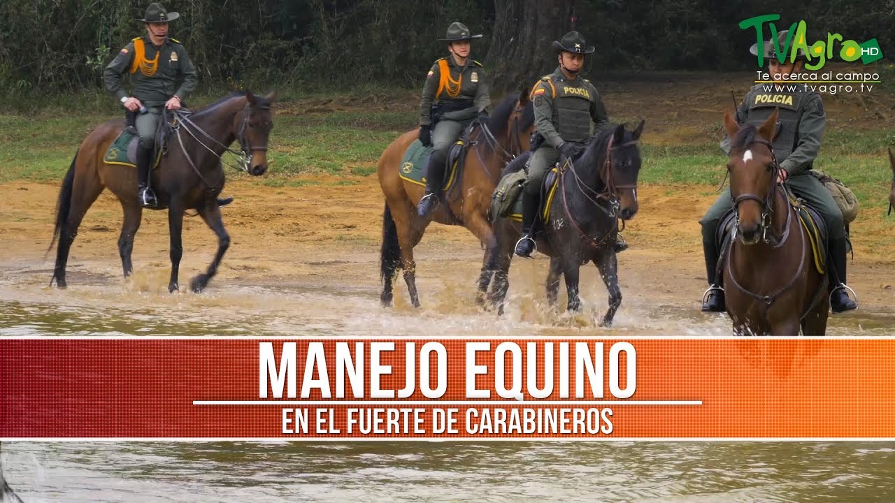Caracteristicas de los Caballos de la Policia o Carabineros- TvAgro por Juan Gonzalo Angel