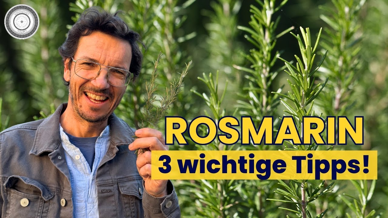 Warum ROSMARIN mich, dich und Insekten FROH MACHT + einfache Infos zu Schnitt...
