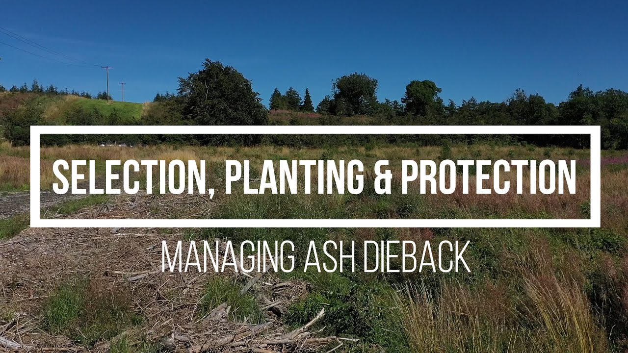 Managing ash dieback – selection, planting and protection