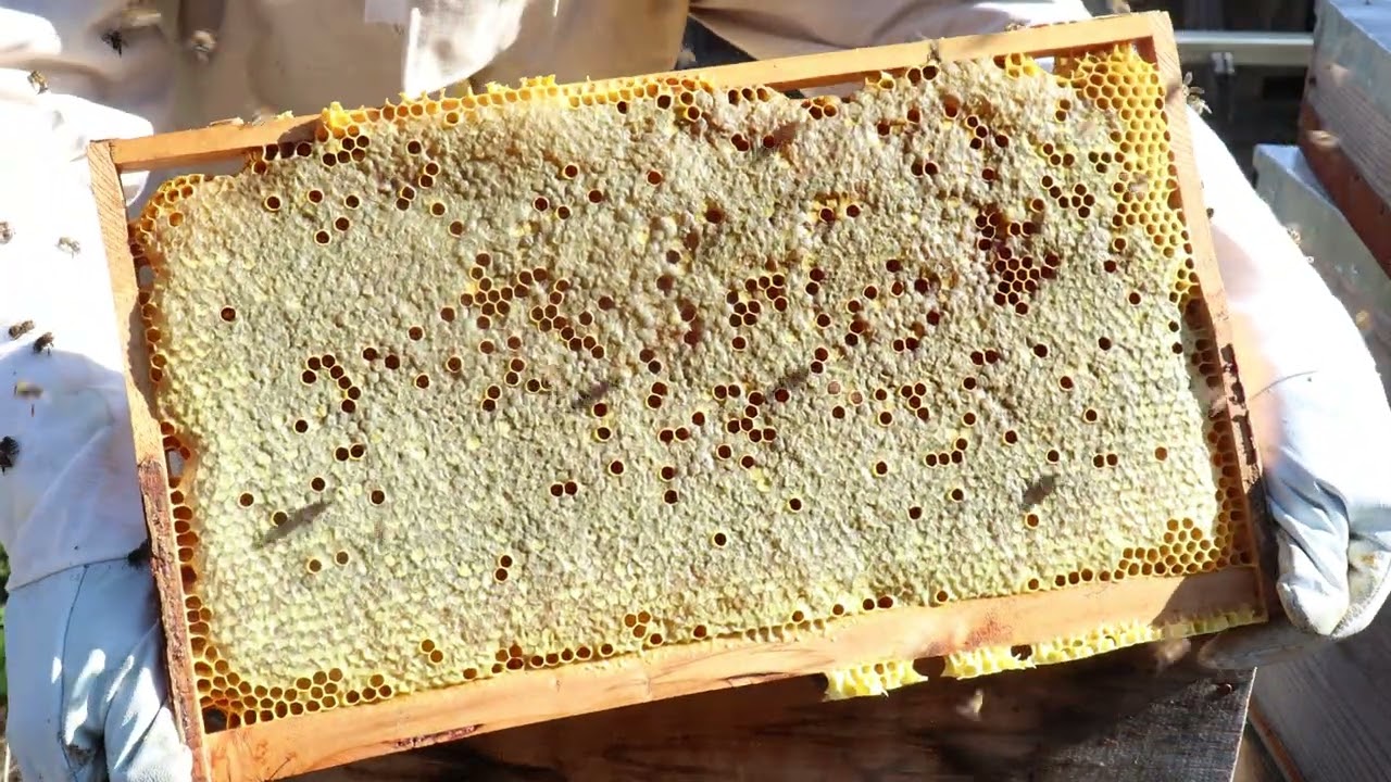 2023 Yılı Dağ Köyünde Bal Sağımı