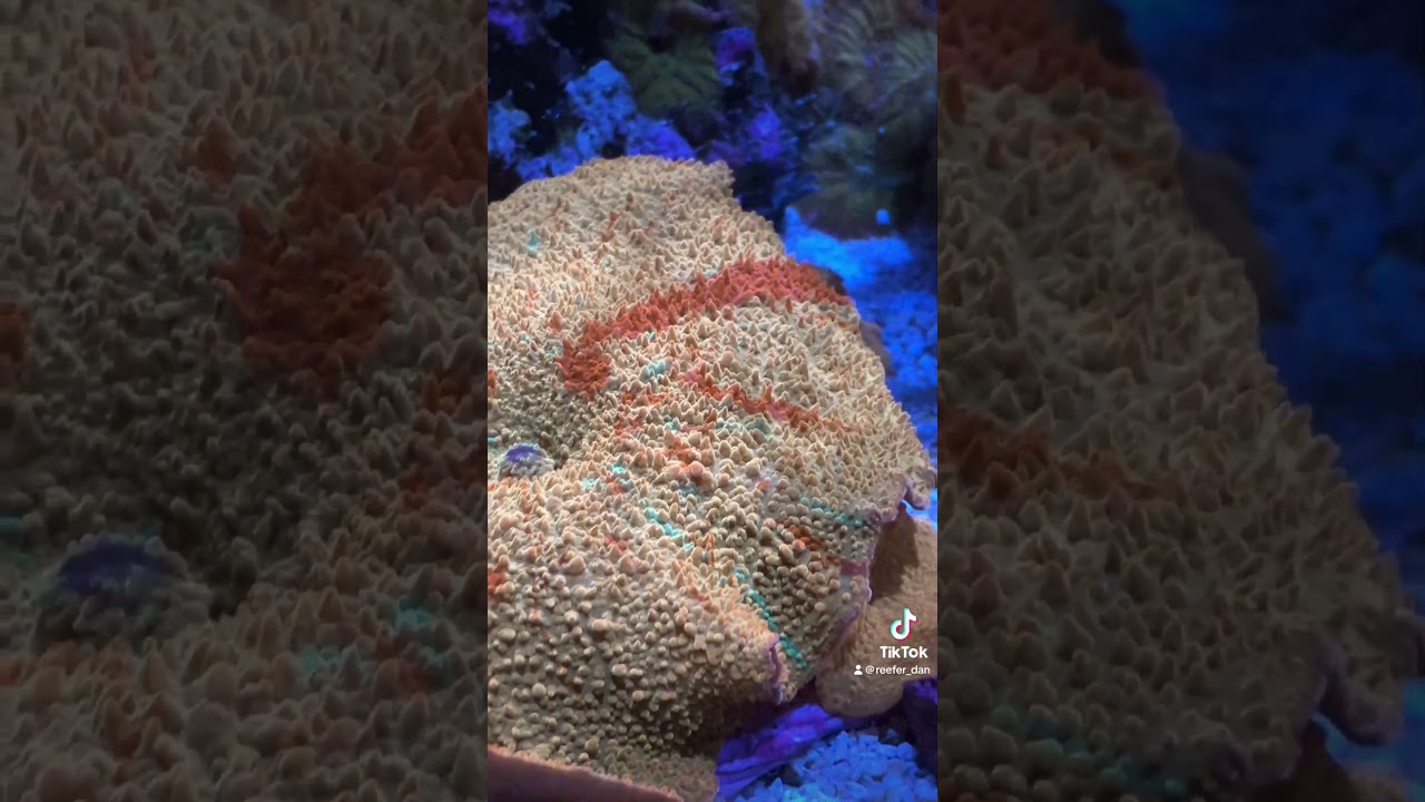 Giant jawbreaker mushroom coral in reef tank. Cool details.