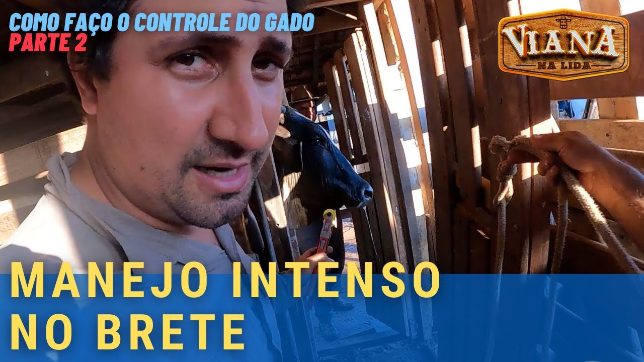 MANEJO INTENSO NO BRETE (COMO FAÇO O CONTROLE DO GADO - PARTE 02)