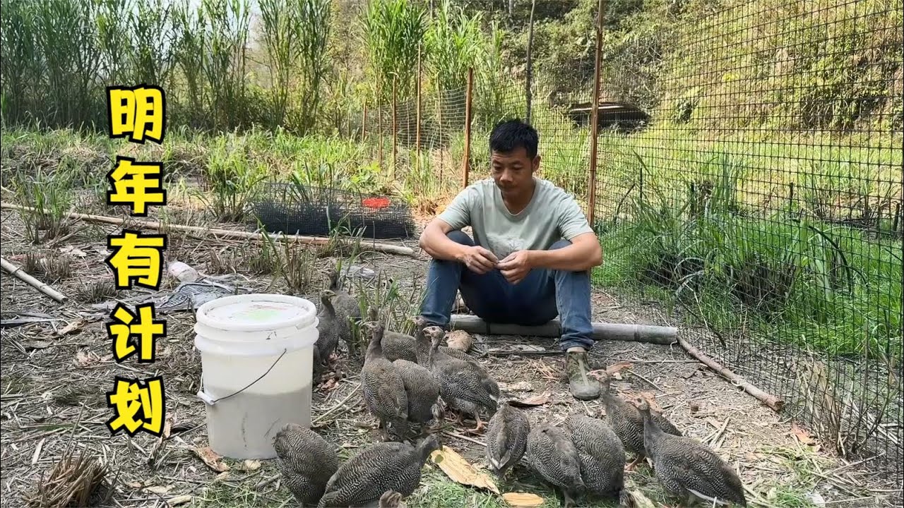 这群小鸡也太黏人了，雨锅挖到哪里就追到哪，可惜被老鹰盯上了