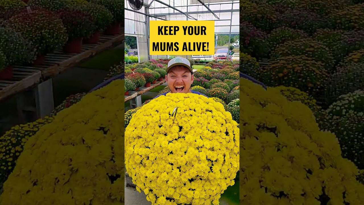 How to Keep Your Fall Mums Alive!