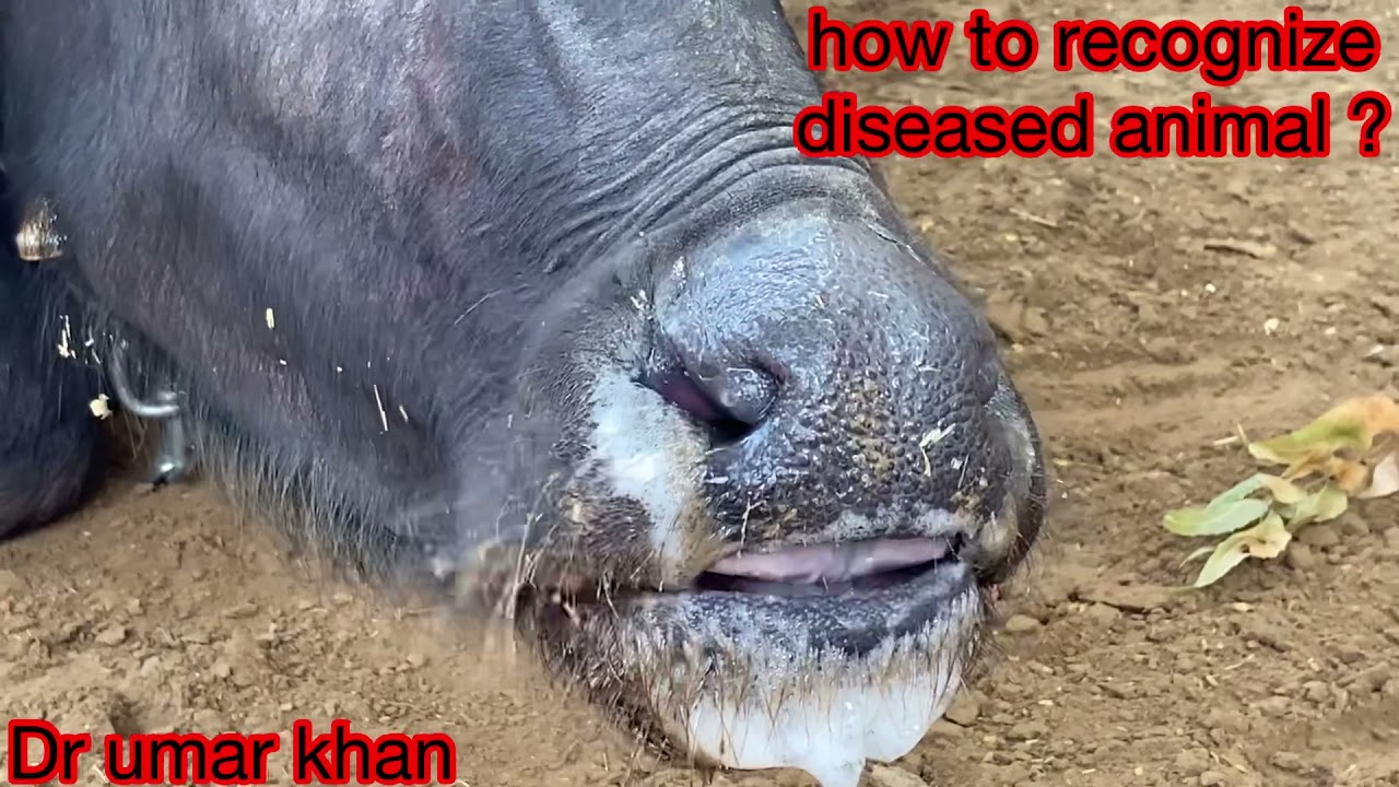 बीमारी को क़ैसे पहचाने? How to diagnosed a rabieslRabies in animals l symptoms of rabies l