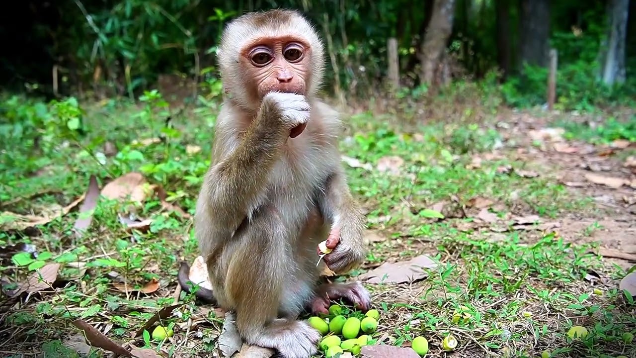 Our Lovely Monkey Kids Enjoy their Meal | Feeding baby monkeys