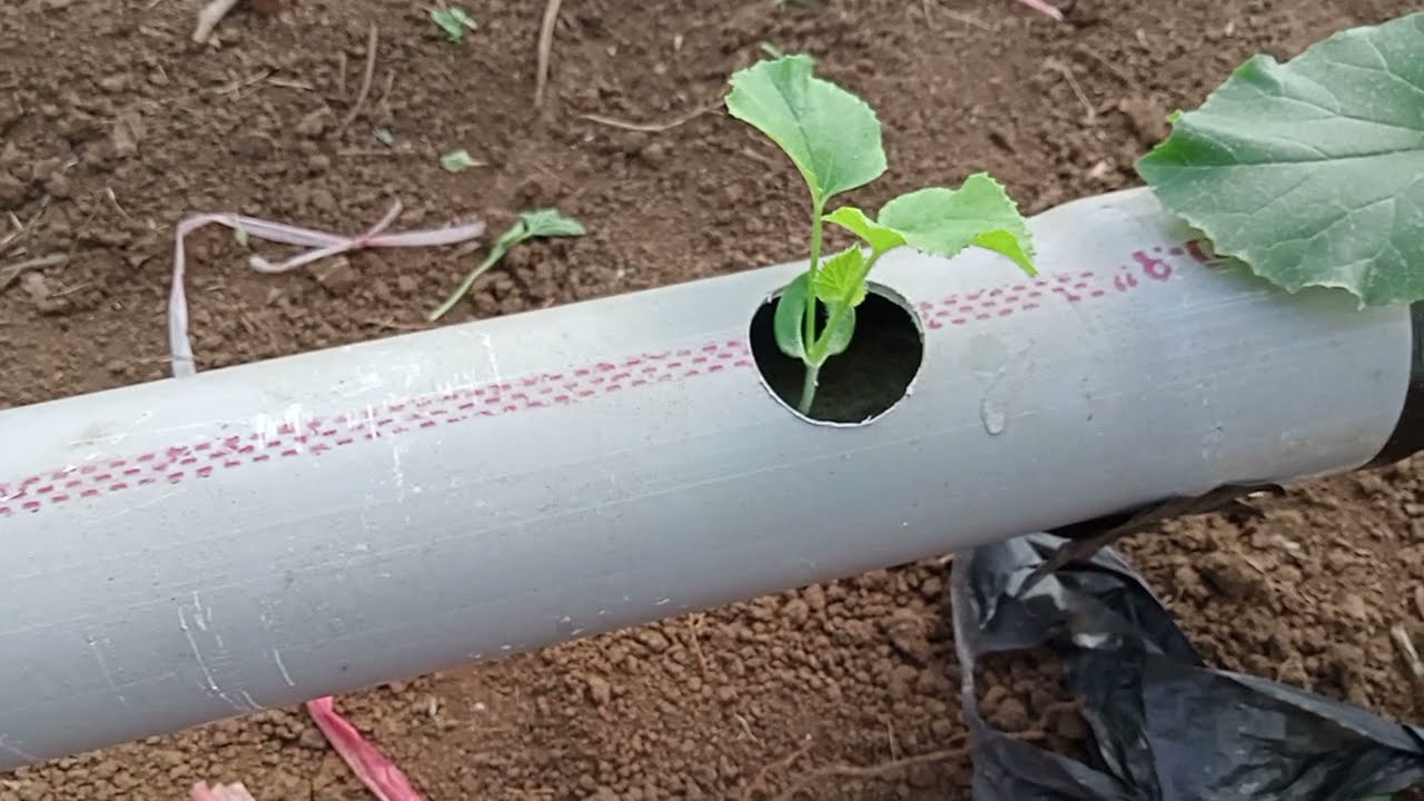 TANAM MELON HIDROPONIK DI PARALON SYSTEM NFT | Tips agar panen cepat hanya 1 bulan saja!