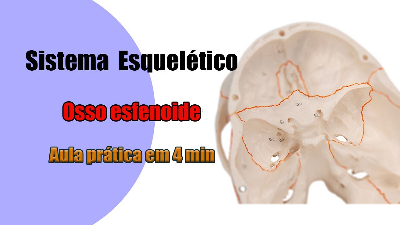 Sistema esquelético - Osso Esfenoide - Aula Prática