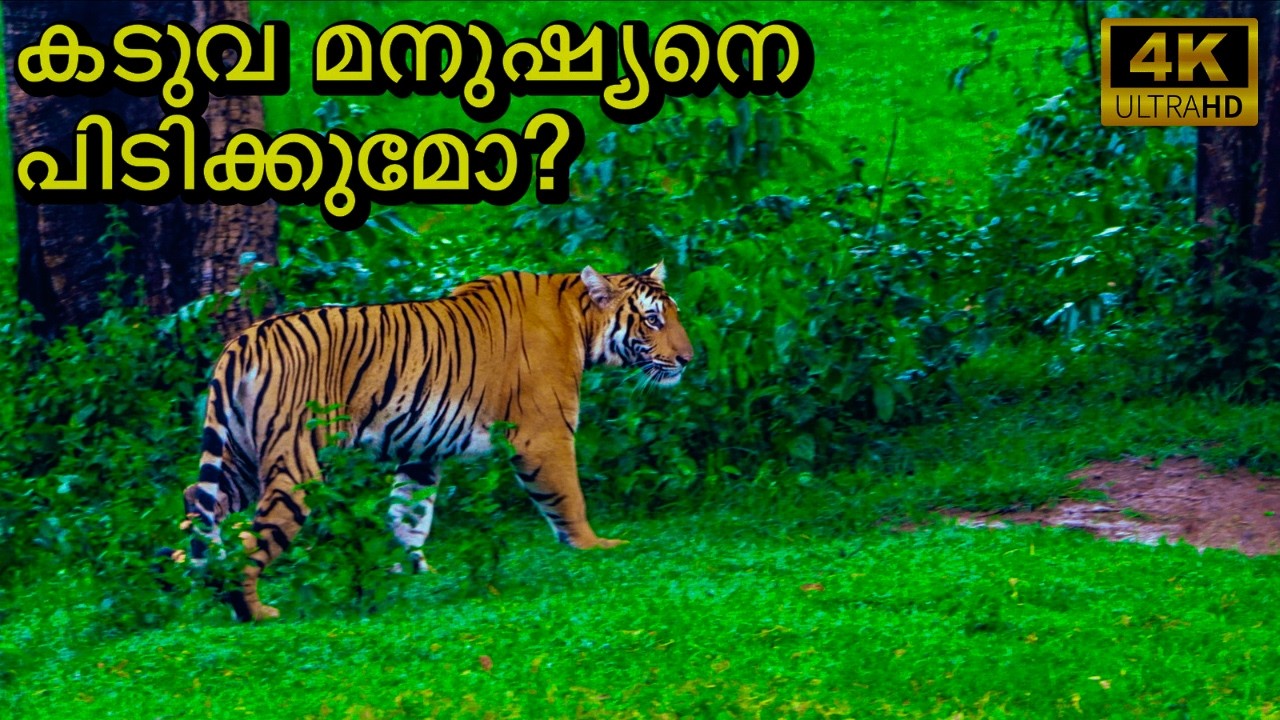 Nagarhole Tiger Reserve | Nanachi Safari | 4K UHD