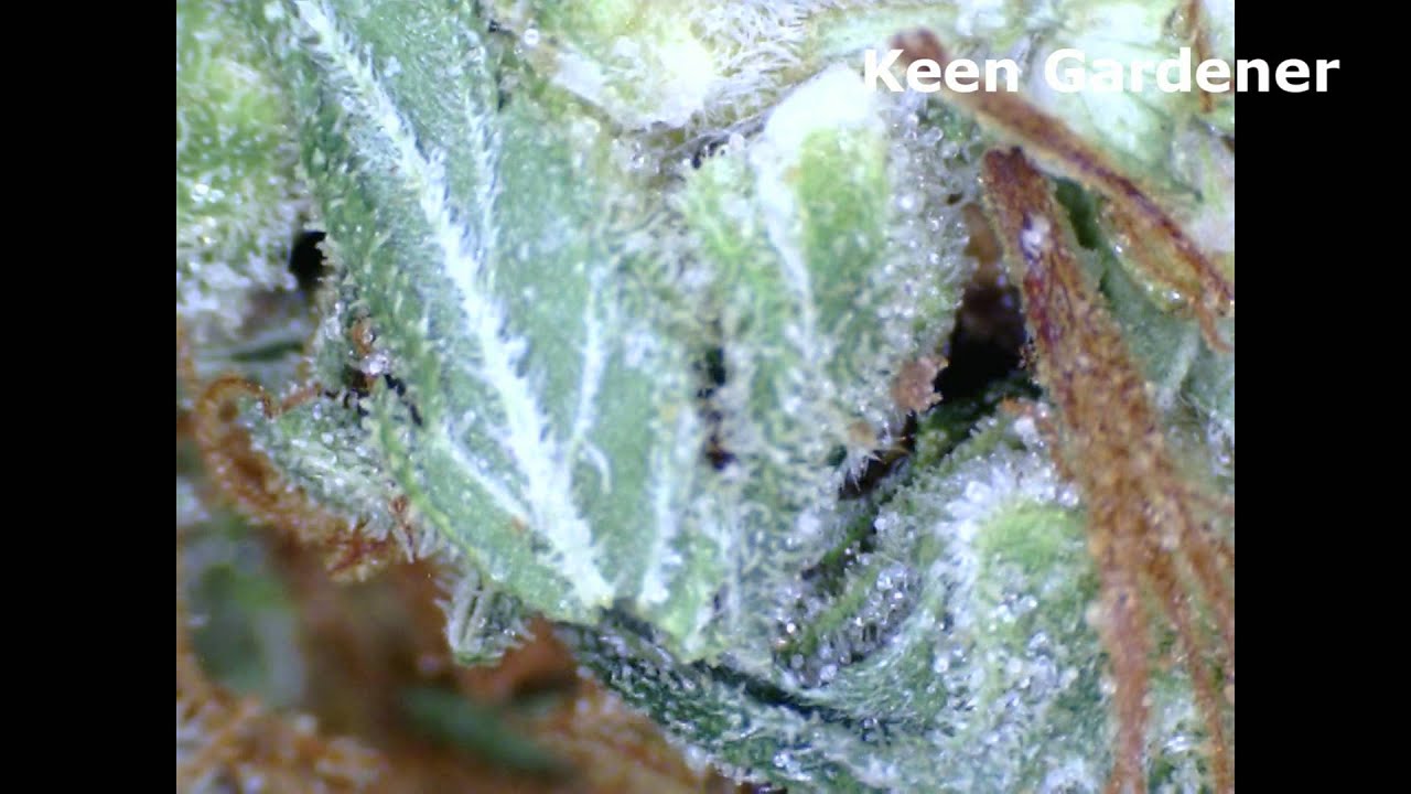 Dutch Cheese Marijuana Strains.