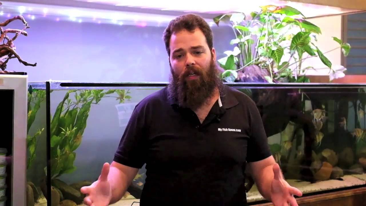 Consejos para montar nuestro primer acuario