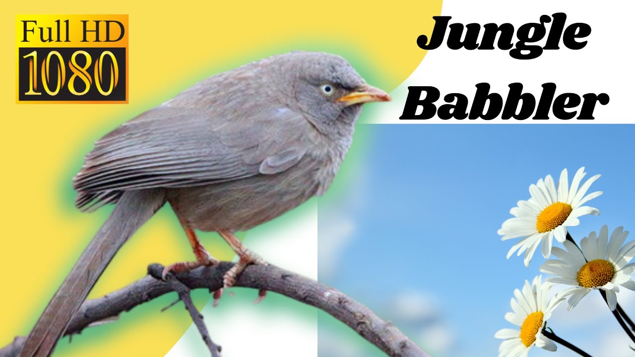 Jungle Babblers | Babbler Bird | Jungle Babbler Bird Sound | Babbler Bird Food | Charkhi Birds
