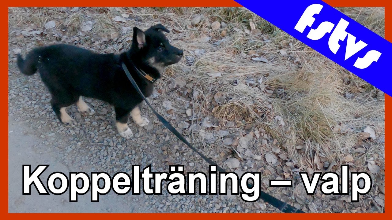 Valpen 2 – Koppelträning