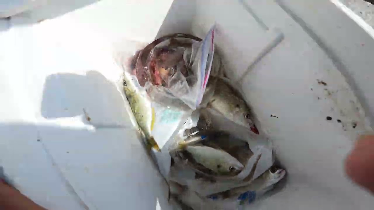 skyway fishing in action...HAMMER HEAD SHARK.