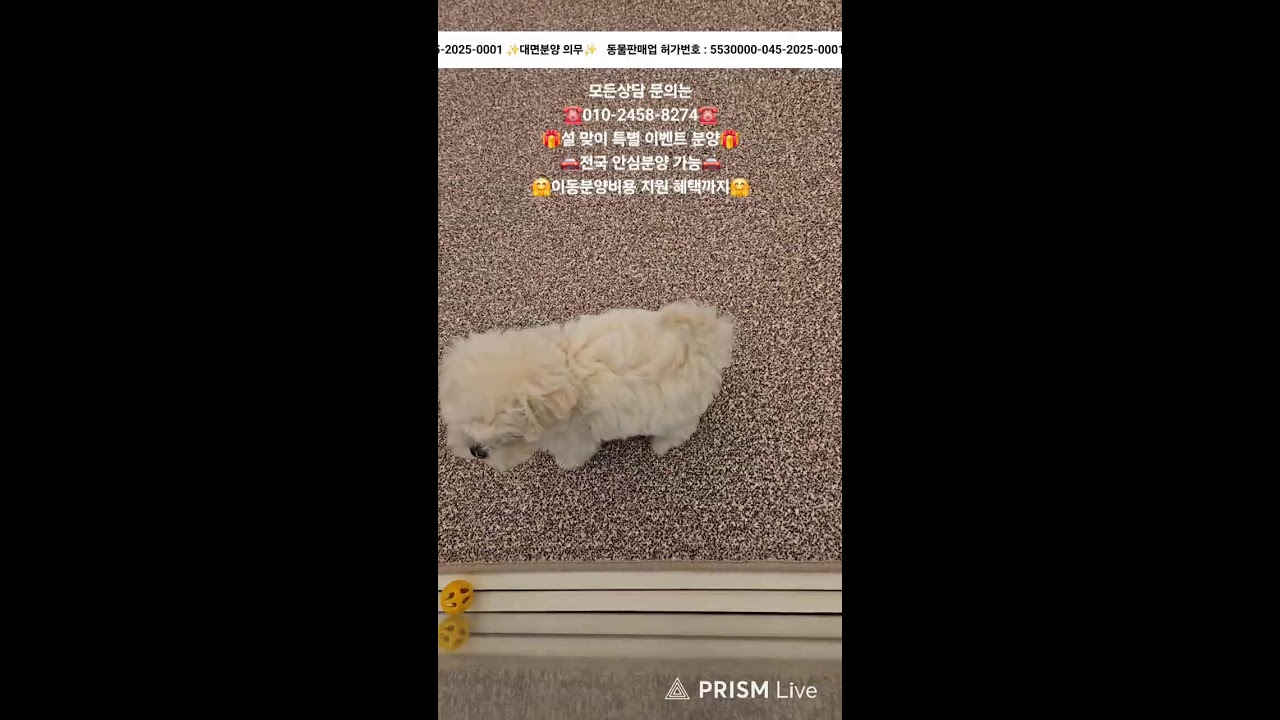 강아지분양 ✨️ 귀여운 아가들 보러 오세요💘 #강아지분양 #애견분양 #애견집사 #라이브