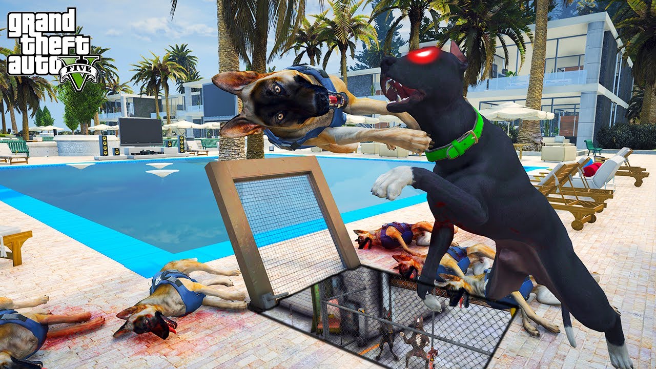 SİYAH PİTBULL TYSON EFSANESİ GERİ DÖNDÜ VE KARDEŞİNİ BULDU! - GTA 5