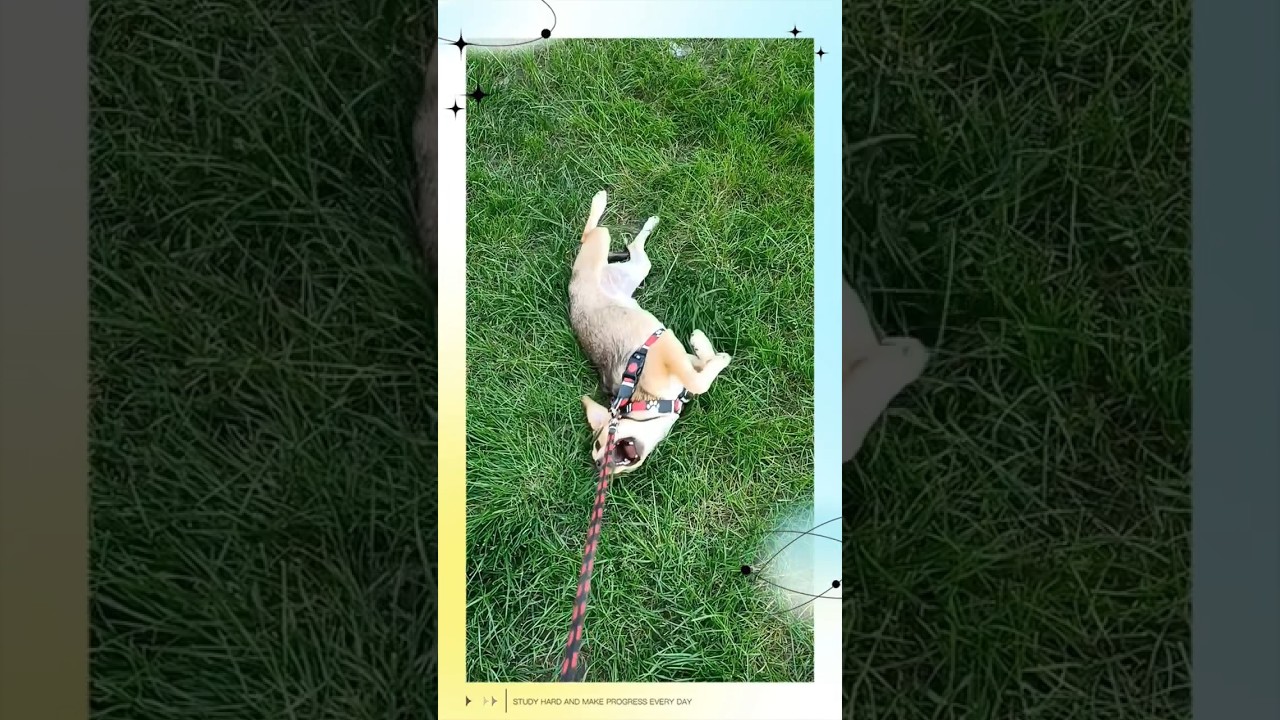 🤣🐕 robi sobie jaja 🐕🤣 #bestfriend #puppy #dog #pets #kundelek #doglife #doglover #funny