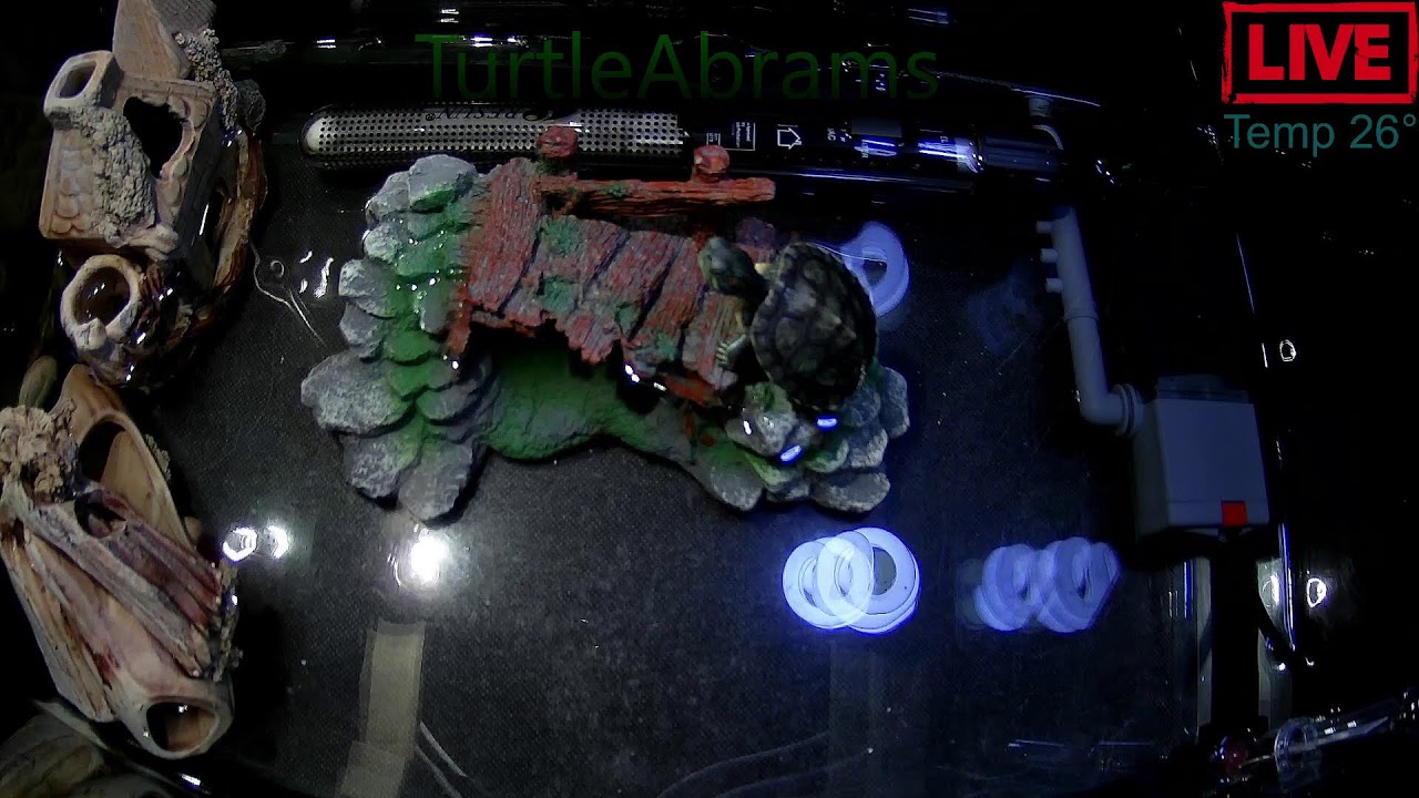 little turtle Abrams🐢 | Chill Aquarium Live Stream #2