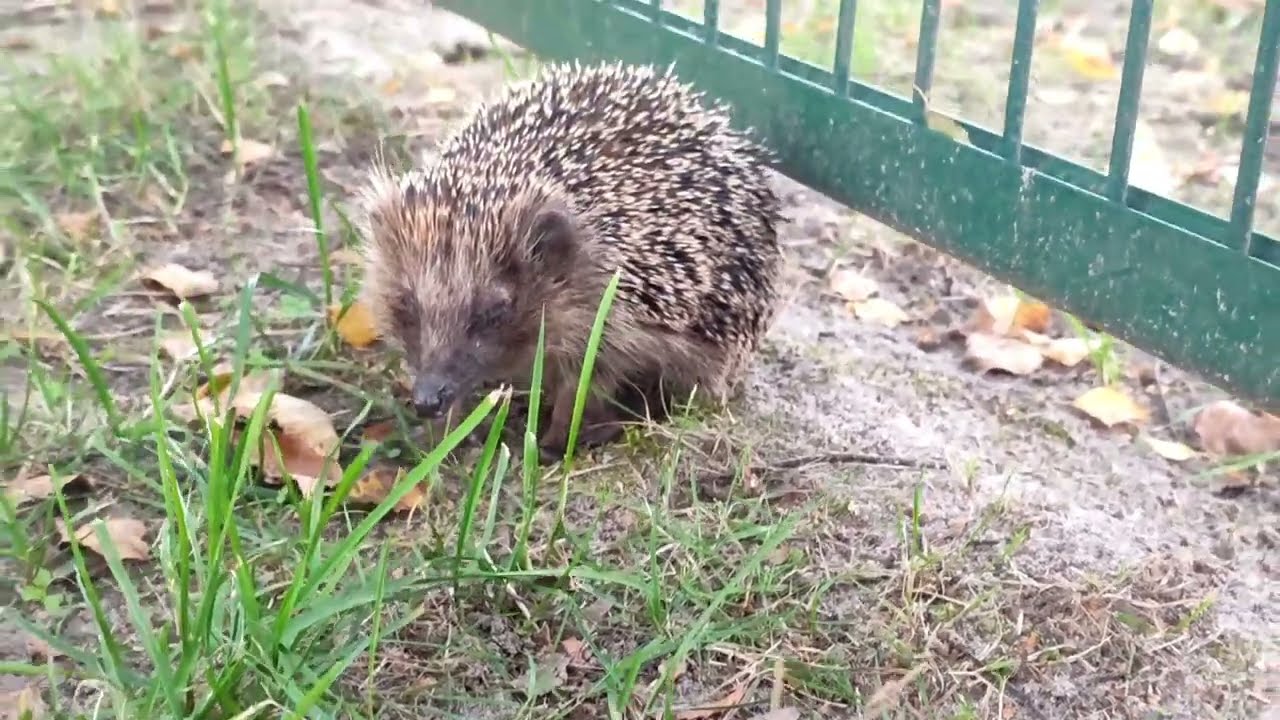 kleines süßes Igel Video||Cute hedgehog 🦔that Run, hide,And play ||PINDAN Di SAIR
