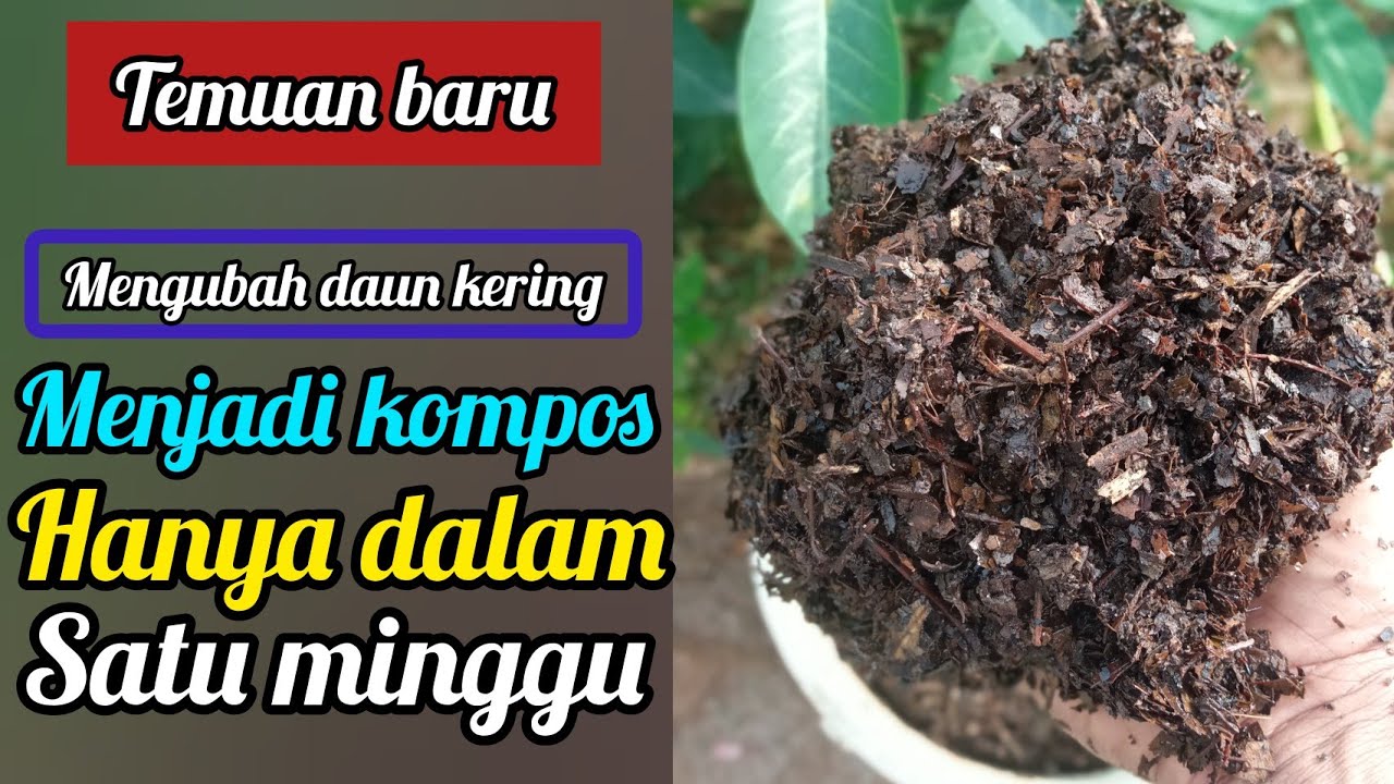 Hanya satu minggu sudah jadi kompos super||begini cara tercepat membuat kompos dari daun kering