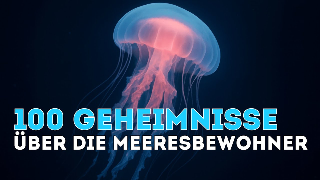 GESCHICHTEN FÜR DIE NACHT | 100 NACHTGEHEIMNISSE DER MEERESBEWOHNER