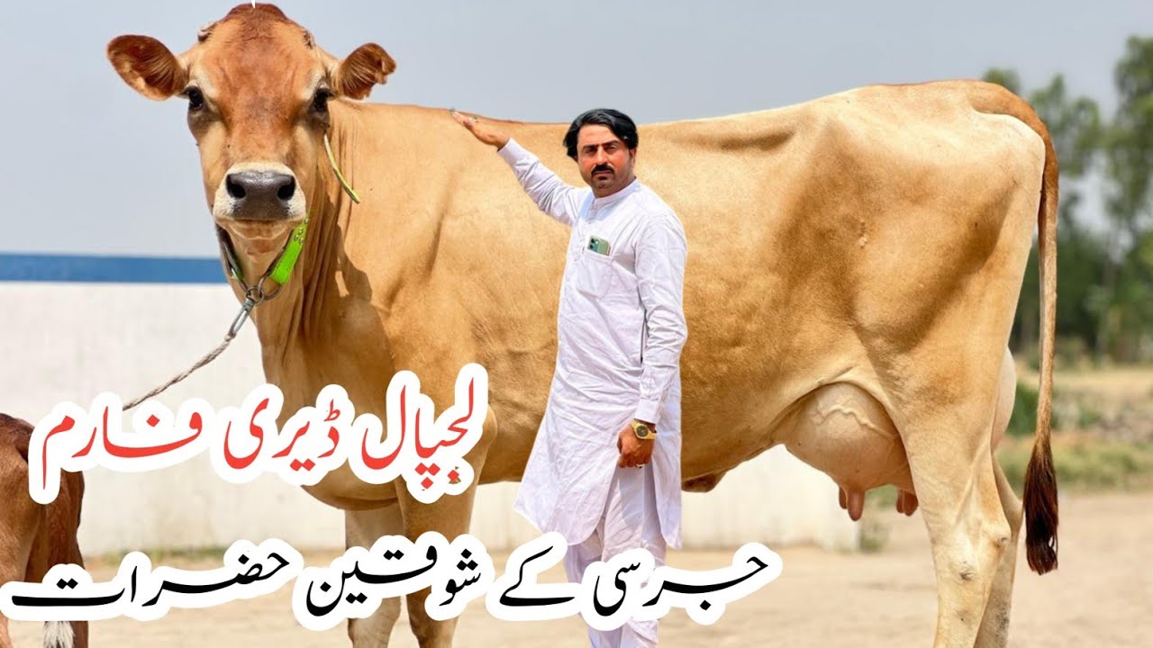 Lajpal Dairy Farm | Jersey Cows And Friesian cows For sale in Mandi Bahauddin