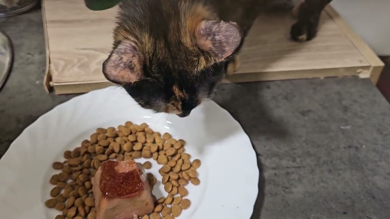 BENITA GOURMET | EL PIENSO 
