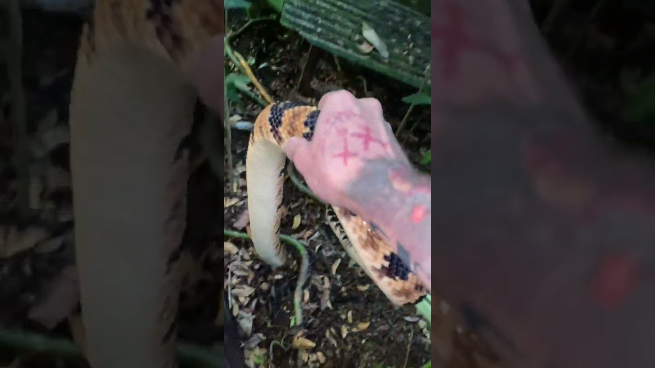 SEMPRE ATENTO NO RECINTO DA PICO DE JACA | GABRIEL NÚCLEO #snake #natureza #cobra #fypシ #selvagem 