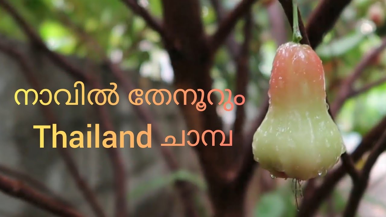 Thailand chamba-Apple Chamba