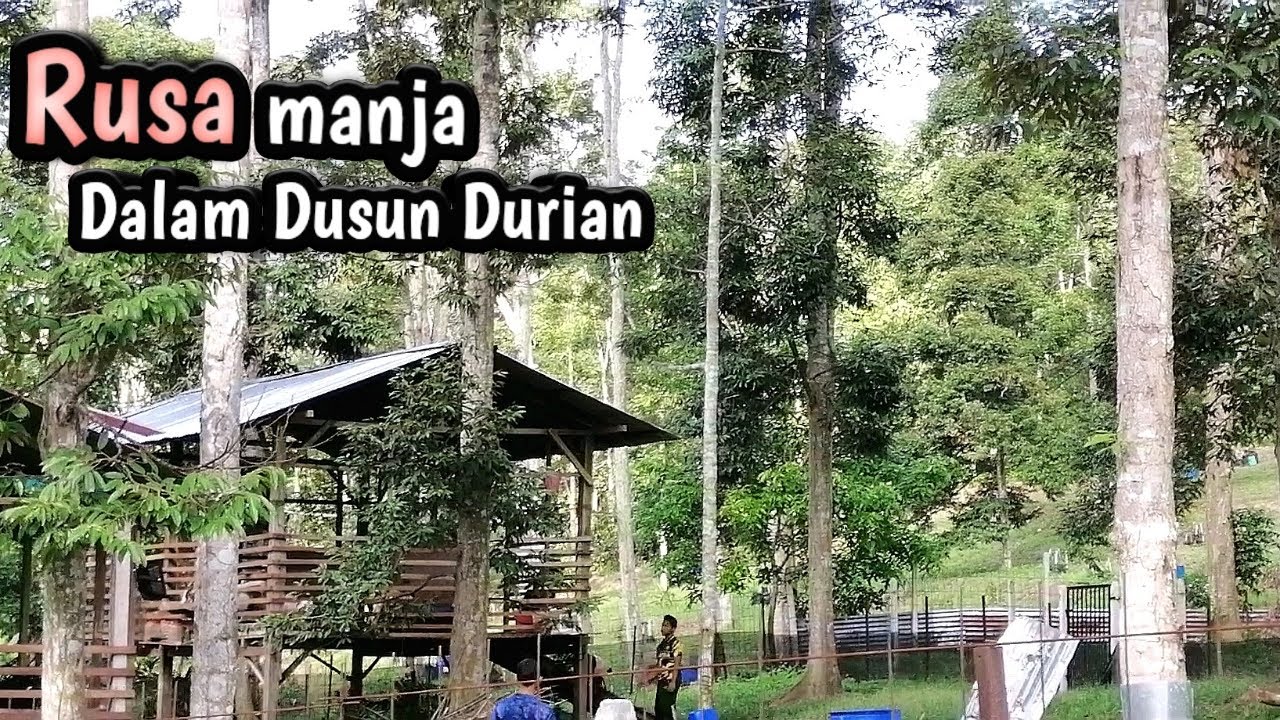 Ada Rusa Di Dusun Durian 4 Ekar Kampung Cheh Hulu, Kati Kuala Kangsar | Durian Season