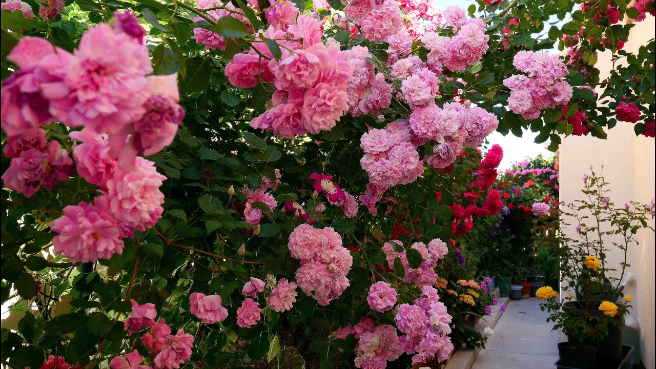 5月的玫瑰花廊 ，几颗？多久可以养成？（May Roses Flower Walkway ， 4 Climbing Roses 3 years from 1 gallon)