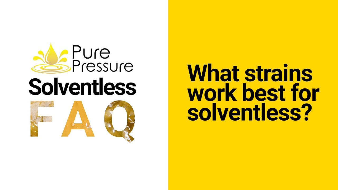 Solventless FAQ:  Rosin Strains and Yields