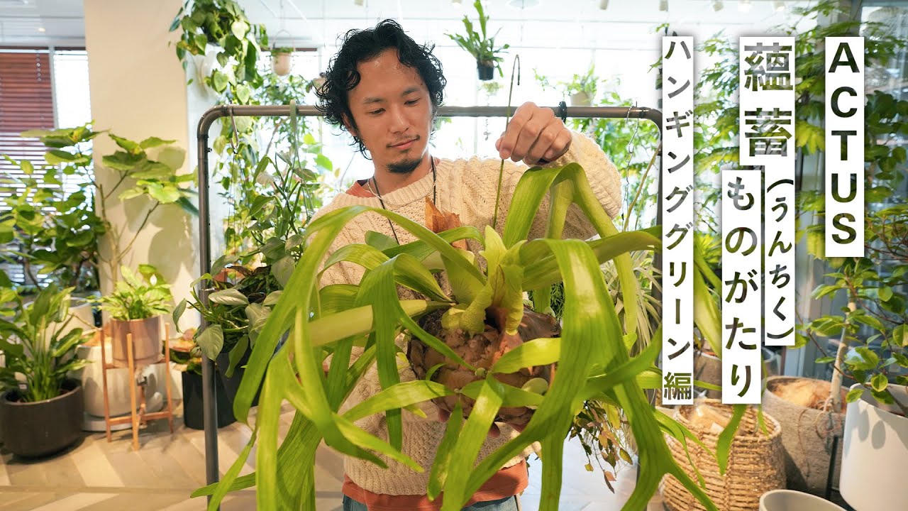【植物バイヤーセレクト】ハンギンググリーンの魅力とは？