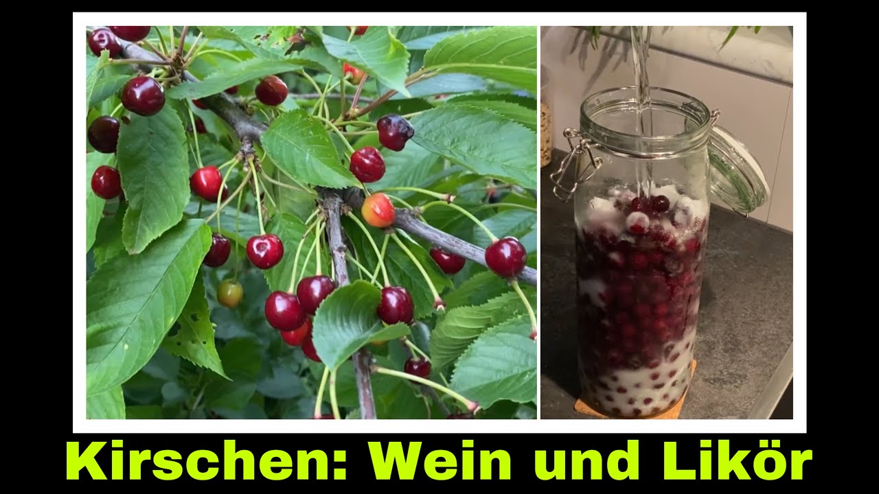 Kirschlikör und Kirschwein selber machen | Kirschen zu Wein und Likör verarbeiten |Selbstversorgung