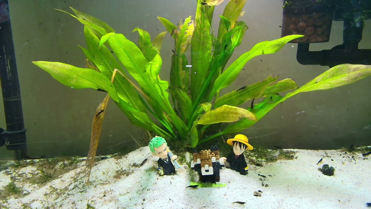 09.02.2026 Neocaridina Aquarium