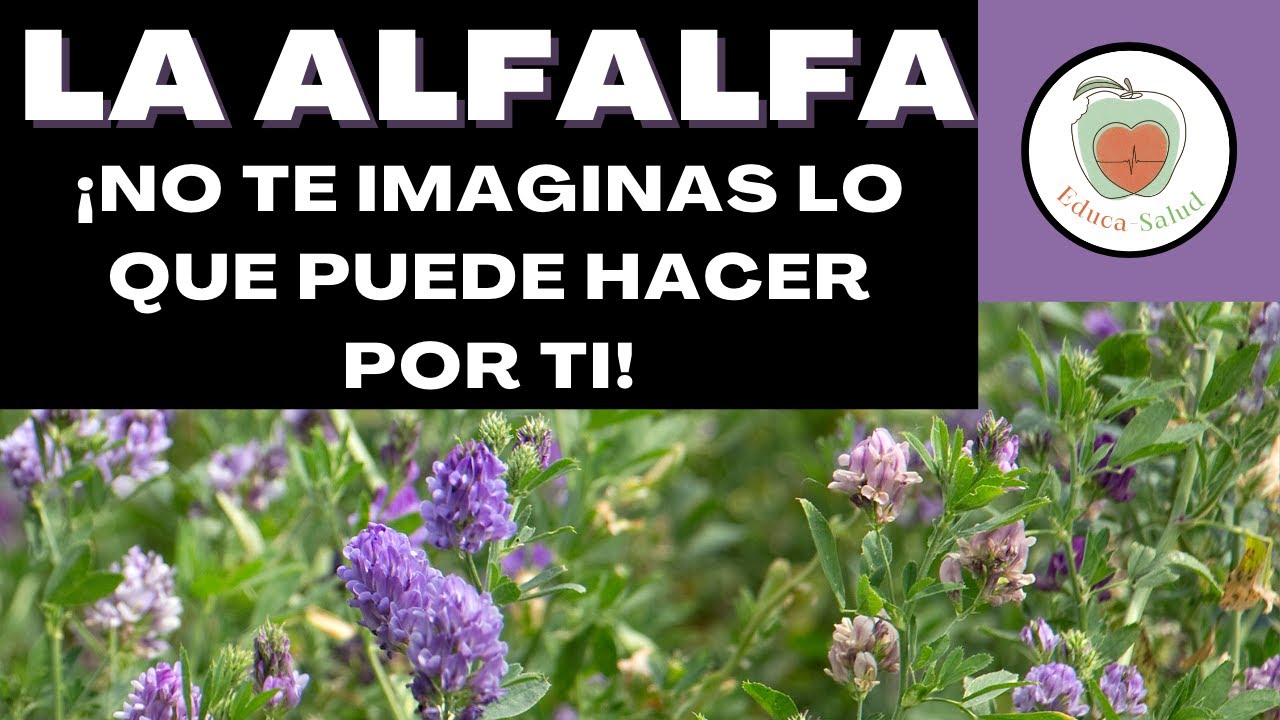PROPIEDADES de la ALFALFA: NO te las pierdas