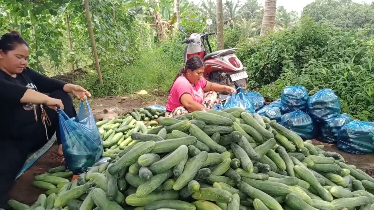 Manen timun yg ke 4 kal di lahat tiga Rante dapat 1,2 ton