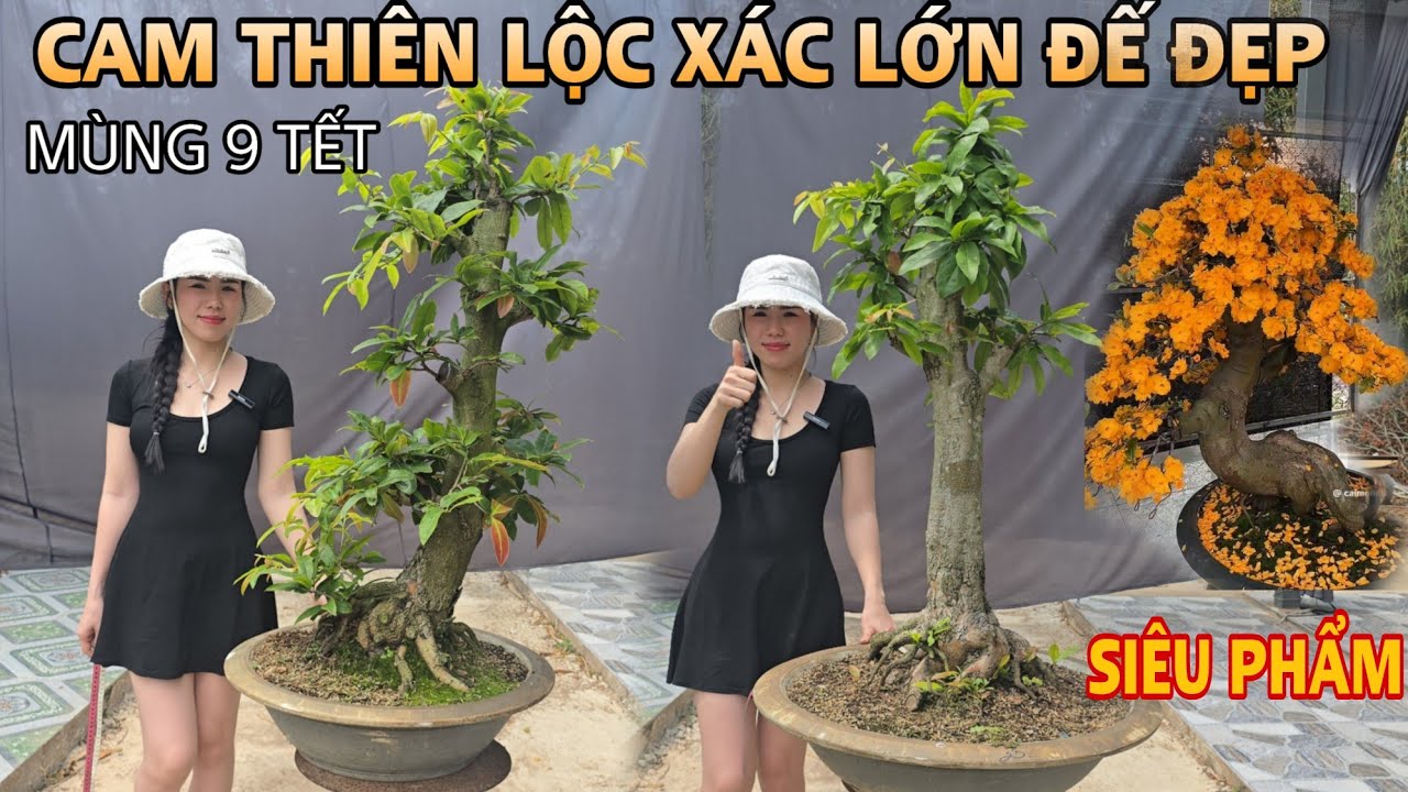 [MÙNG 9 TẾT] Siêu Phẩm Cam Thiên Lộc Xác Lớn ☎️0907411602 (Quý) | VƯỜN MAI HUỲNH GIAO