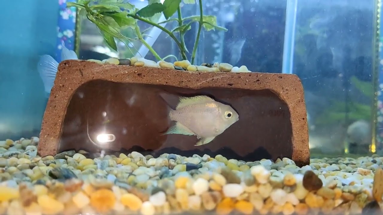How to Breed White Polar Parrot Convict Cichlids| From Pairing to One month old Fry