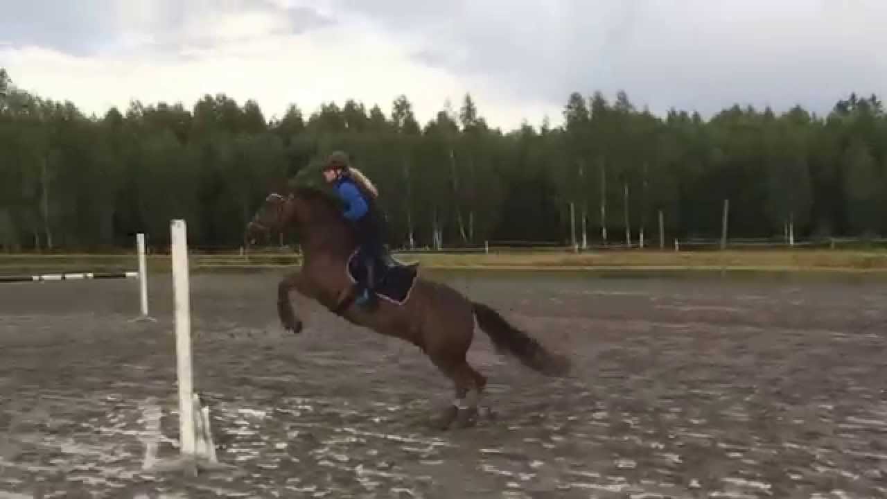 Woody og Iselin. Danka trening 12 august 2014. Del 2