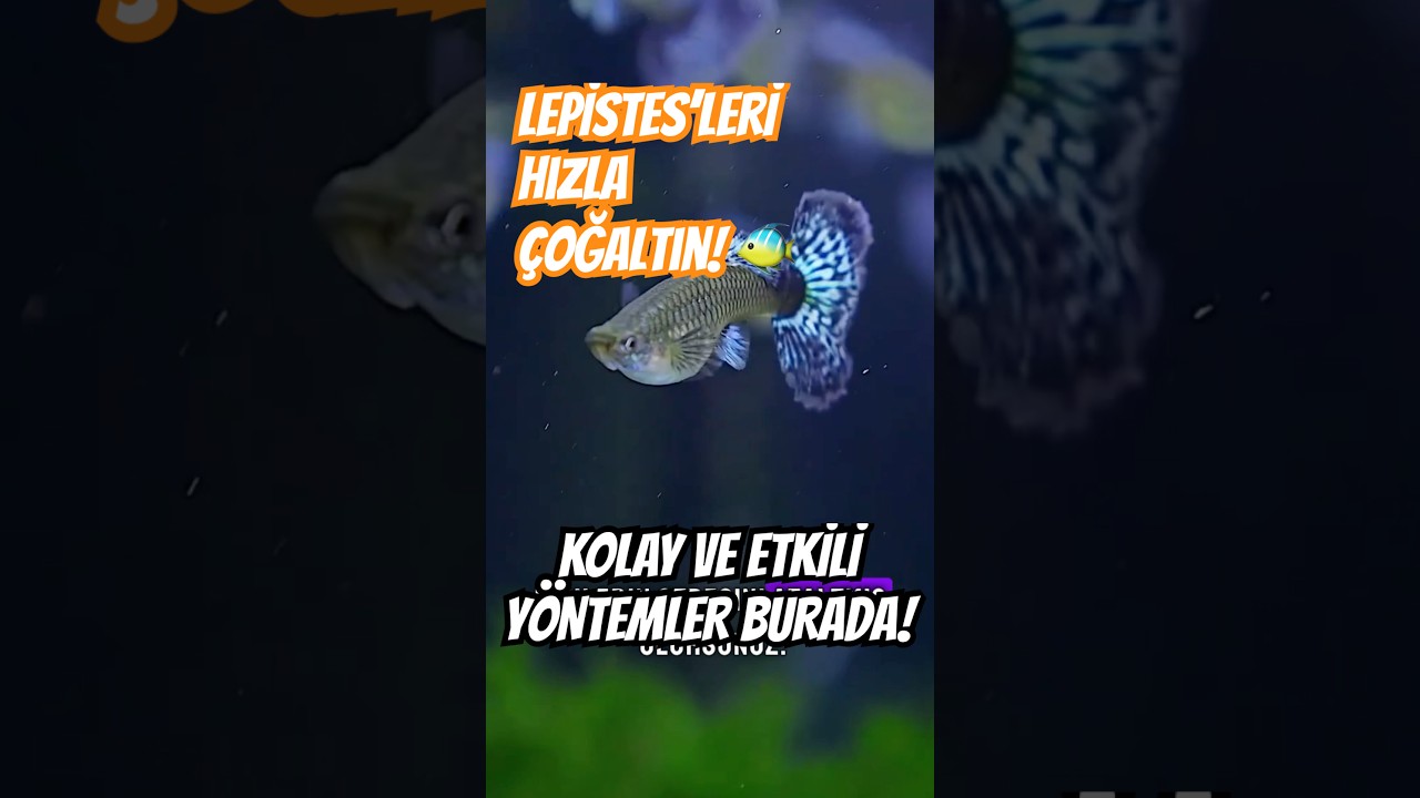 Lepistes Balığı &Ccedil;oğaltma: Kolay ve Hızlı Y&ouml;ntemler! 🐟✅ #akvaryum #lepistes #lepistesakvaryumu