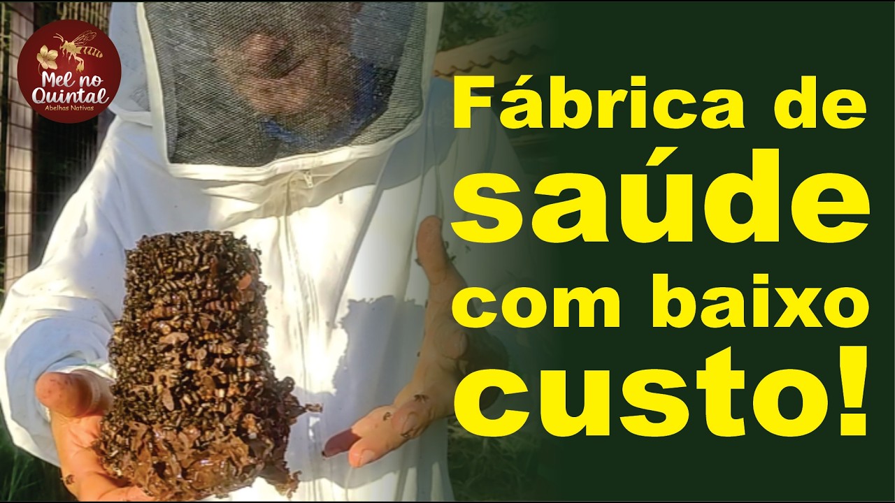 Abelha sem ferrão, muita produção e baixo custo!