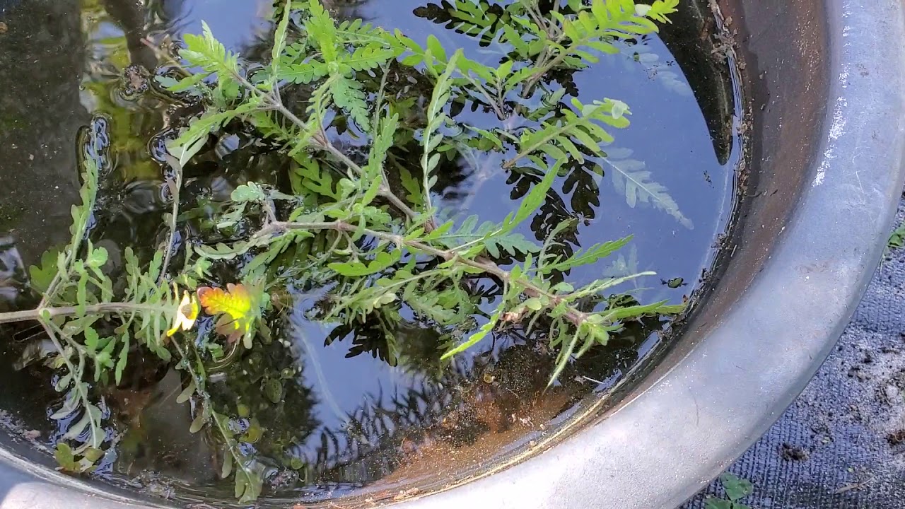 How To: Propagation of Emergent Hygrophila pinnatifida