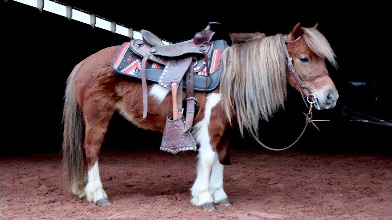 Cinnamon | 5 YRO | 33.5” | Mini Mare