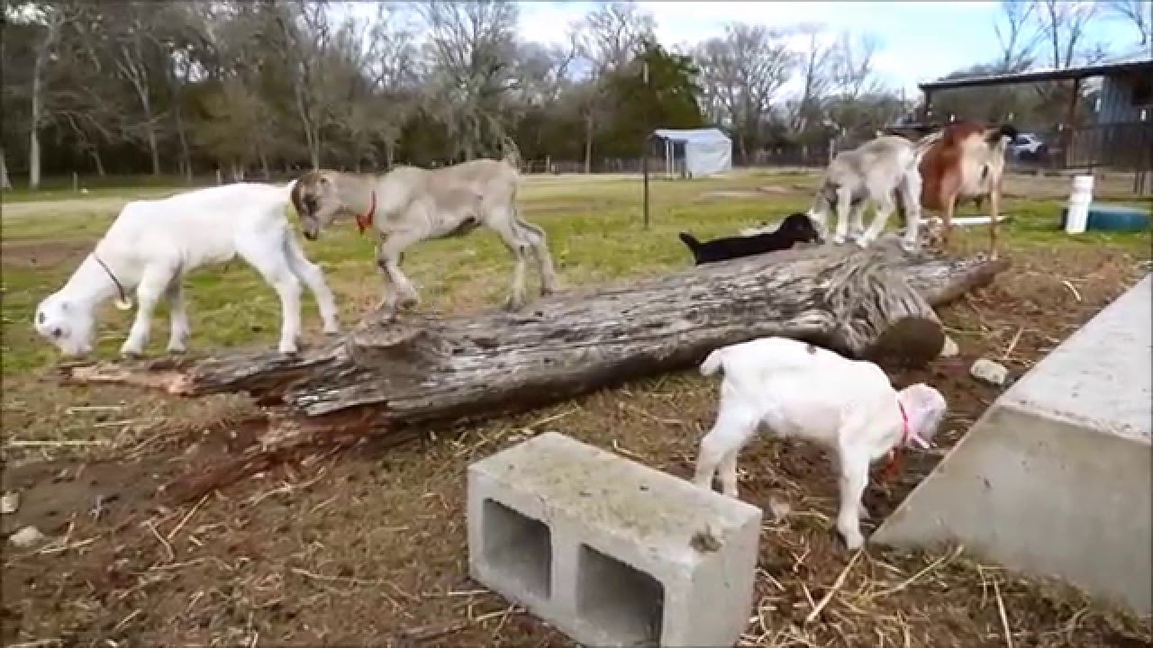 La Mancha Goat Kids Playing on a Log